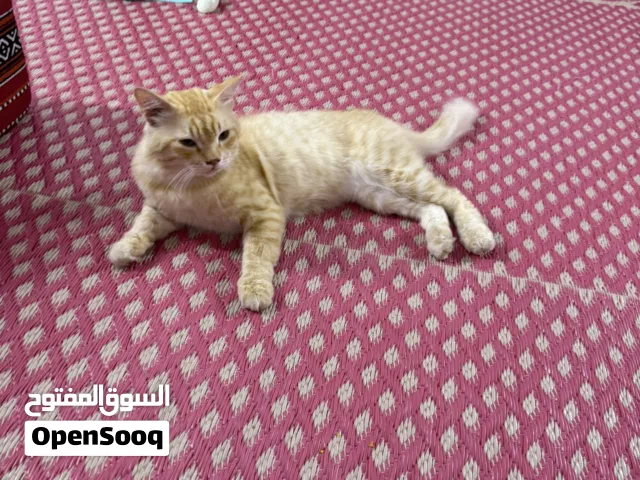 سنورً للبيع