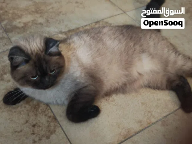 قطعة هيملايا