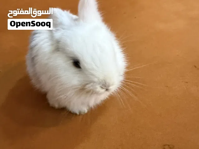 أرنب للبيع