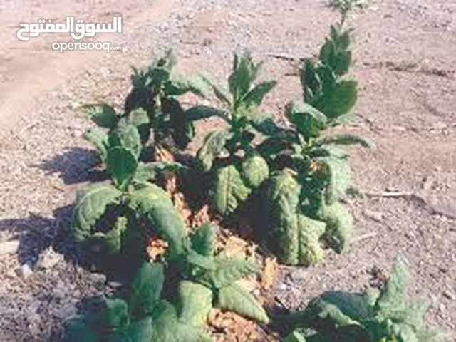 مزرعه للبيع