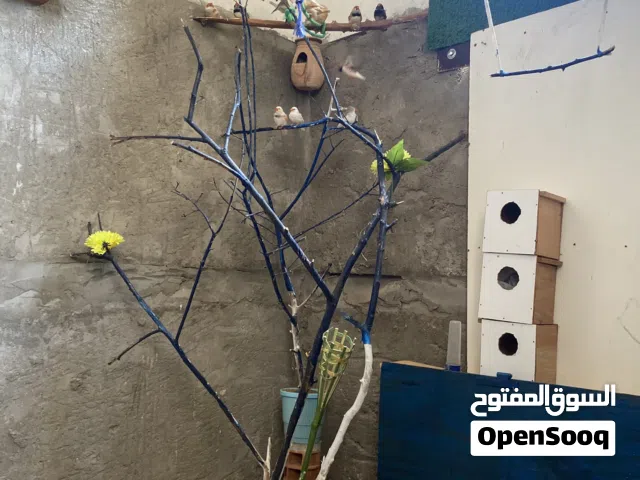 ربي يبارك يوجد دار زيبرا معاه إنتاجه جملة وقطاعي