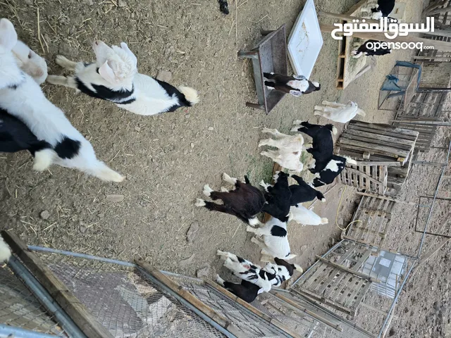مجموعه مواليد للبيع العمر 3 أشهر ما شاء الله عليهن المطلوب بالجمله ب 55 ريال والاختيار ب 60 ريال