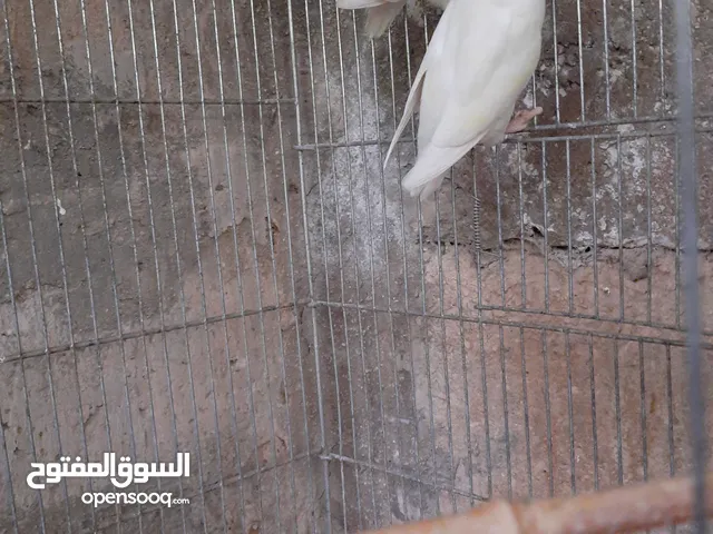 ثلاث اجواز روز شغلات