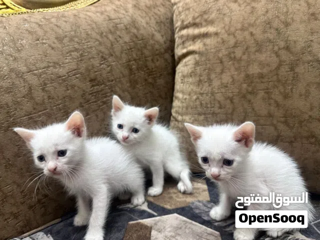 قطة تركية مع أطفالها للتبني (مجانا)