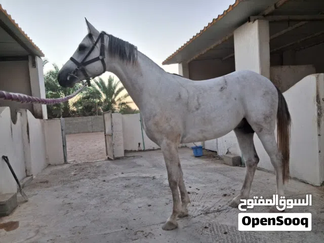 حصان سباق عربي أصيل بعمر 3 سنوات (شوف الشرح)