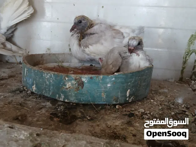 17 جوز حمام  مشكل  كوم مافي بلدي شغال  معظمه يبيض وهو  تحته  فراخ الجوز  3 دنانير