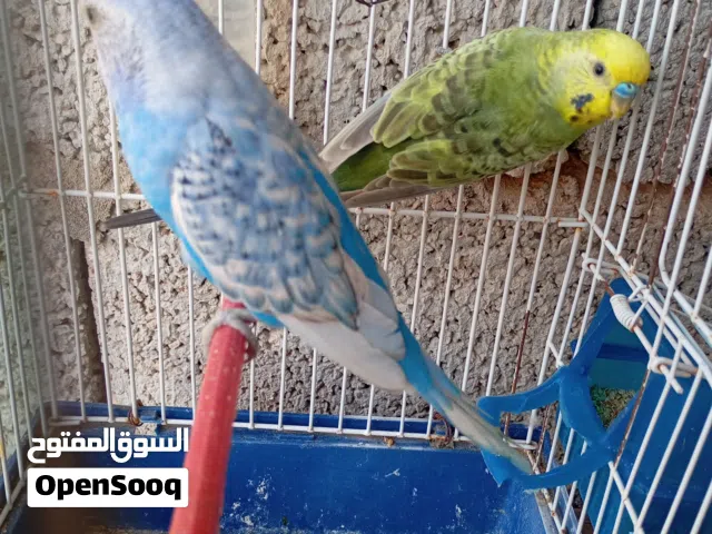 السلام عليكم  الله يبارك  زوجين بقلينو البيع ريش  سعر 70الزوج المكان مصراته