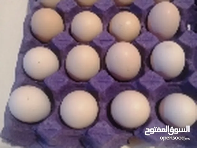 طبقه بيض دجاج عرب