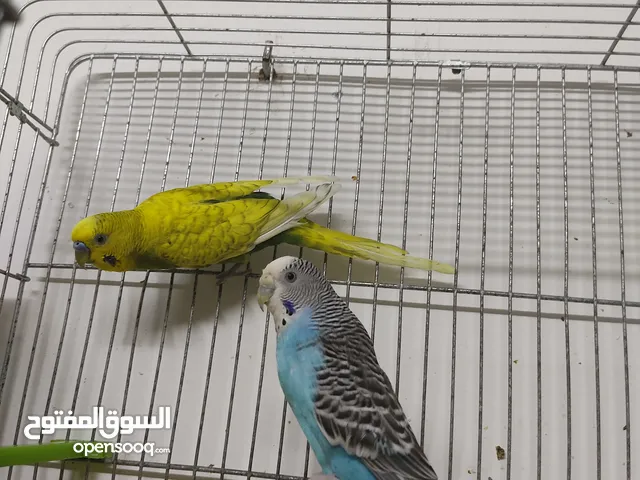 بادجي شغال للبيع  شوف الوصف