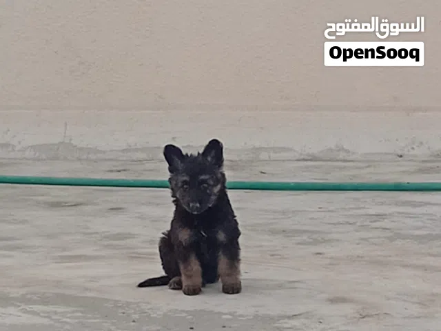 german shepherd puppy  جراوي جيرمن   مرفق صور الام والاب جيرمن