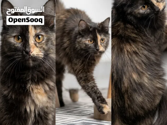 قطة للبيع او للبدل مع قط ذكر
