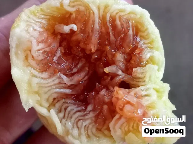 شتلات تين أسود