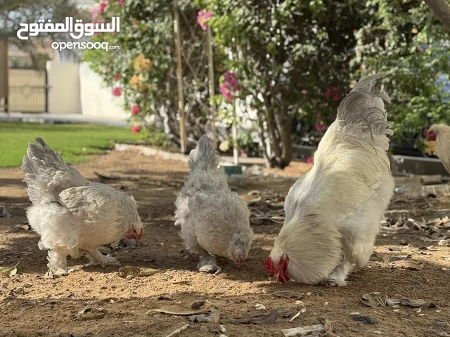زوج دجاج البراهما الايزابيل