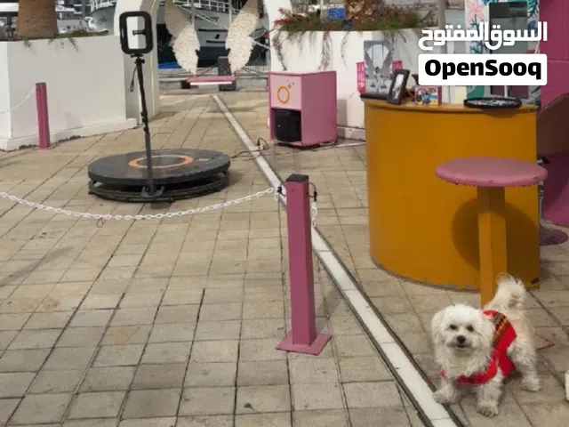 مالتيز ميكس، عمره سنة تقريبًا أليف جدًا ونظيف وماخذ جميع المطاعيم صحته ممتازة ومناسب للبيت والتربية