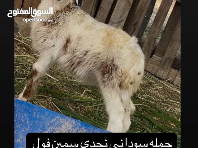 حمله نجدي سوداني سمين فول