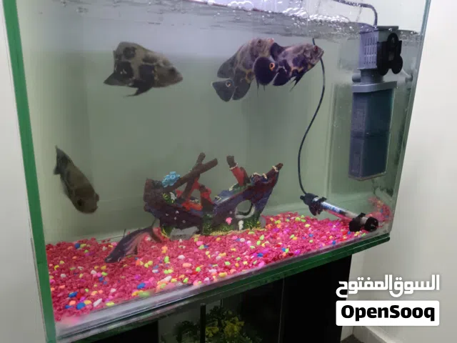 اربع سمكات أوسكار  ووحده سمك القرش
