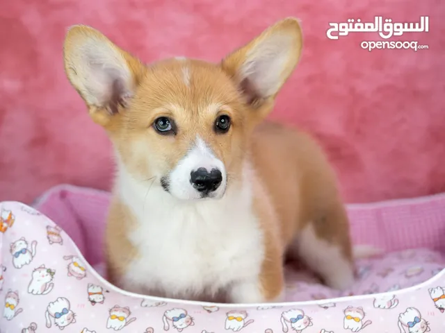 corgi male 4months old