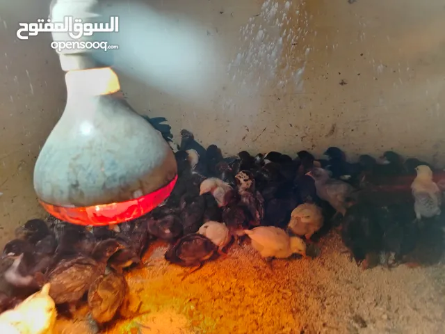 صوص بلدي للبع