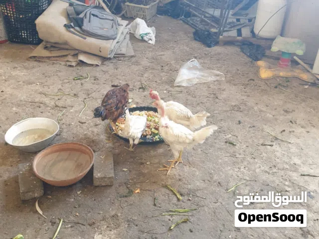 دجاج عرب تلاثة ابو ركيب و وحدة مو ركيبة