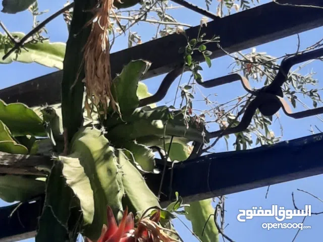 اشتال فاكه الدراقون فروت