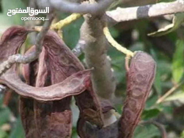 نبات الخروب