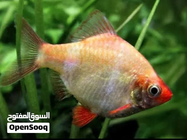 سمك + شرمب نهري كبير + مضخه ماء إقراء الوصف