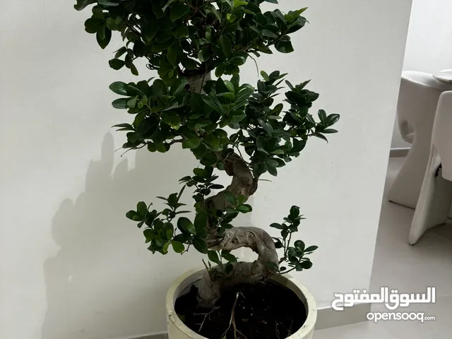 S shape bonsai plant with pot