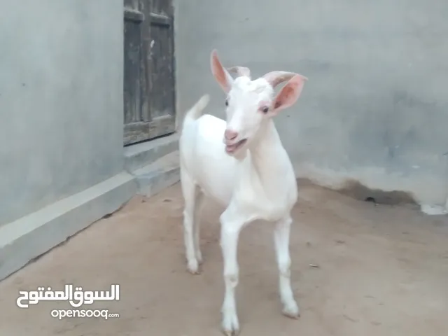 جدي فرنسي سانين