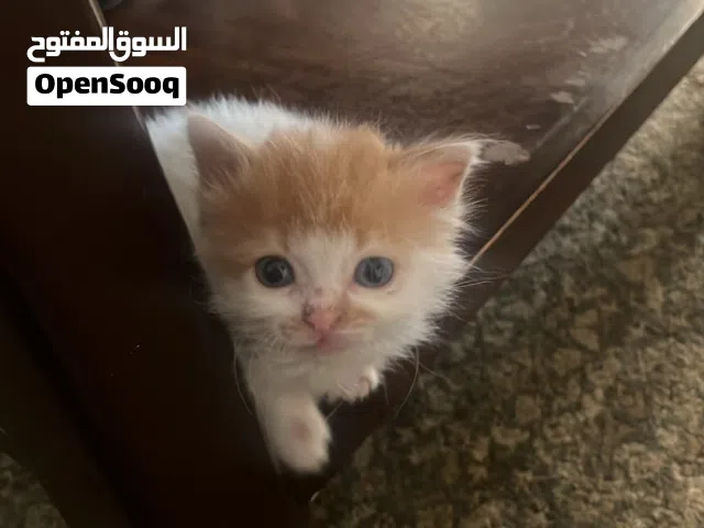 قطه للتبني للجادين