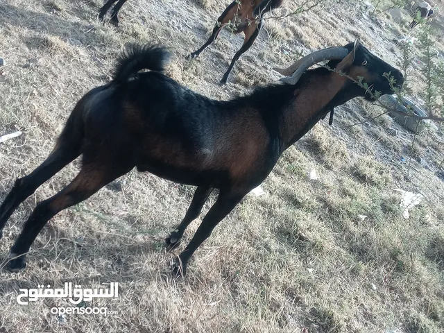 تيس بلادي كبيييير أضحيية من المزرعة مرعى عشب و علاف . نظييييف 100% وسعر رخيييييص فقط بي 110 الف