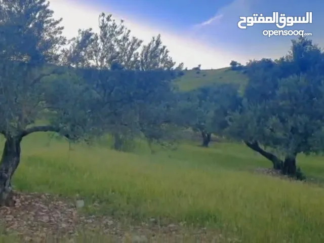 Farm Land for Sale in Ajloun Sakhra