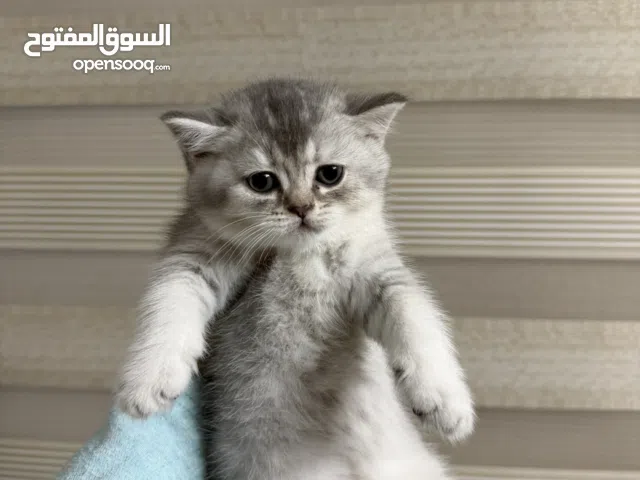 بيع قطط سكوتش ستريت شعر طويل وقصير