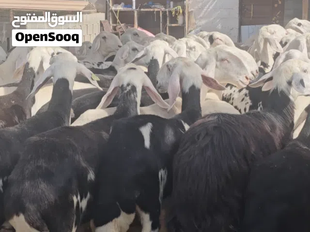 الرجاء تواصل واتساب فقط اتصال لايوجد..حلال نجدي فاخر وبيور مواليد محلي شي طيب ما شاء الله تبارك الله