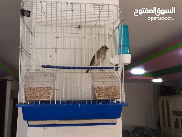 عصفور بندوق