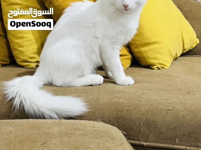 Cat for Adoption
