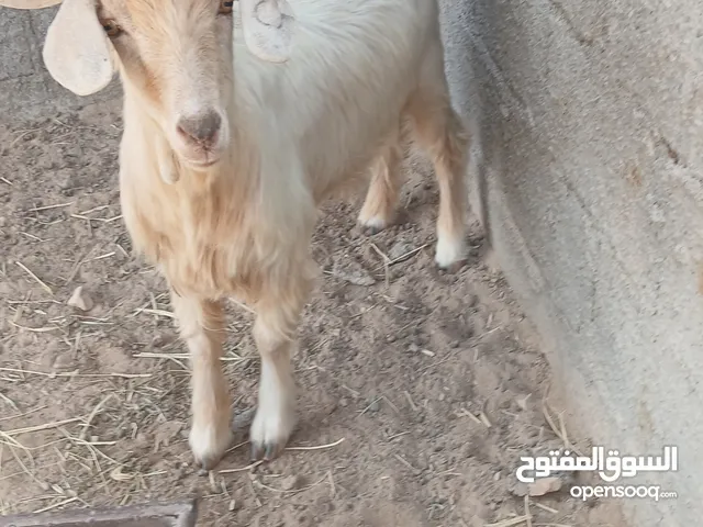 تيس محقوص للبيع