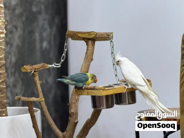 مجسم استاند خشبي