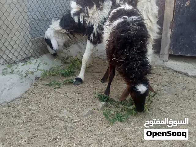 البيع كبشان عمانيات ماشاء الله..القيمه قابل للتفاوض