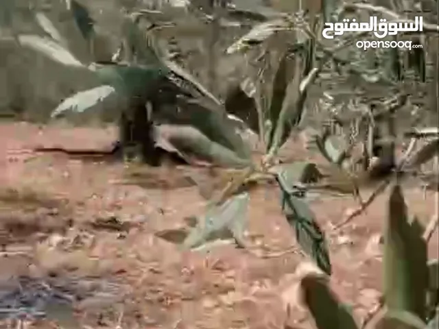 ارض للبيع في منطقه رنتيس مساحه 18دونم