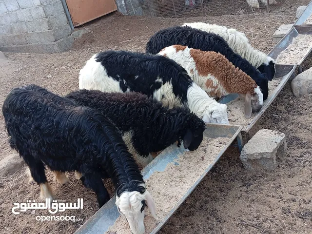 كباشه مطعومات