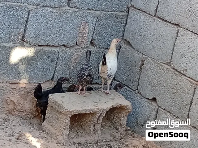 بسم الله ماشاء الله متوفر عتاتيق وطنيات امتاعات سانية حضان طبيعي للبيع الطرف 15بيع جملة العدد9