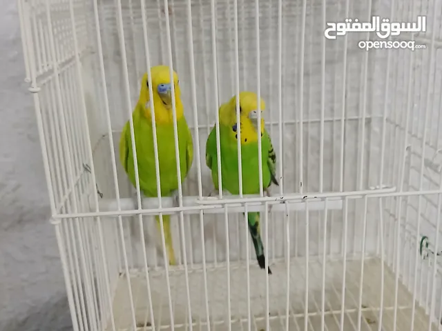 Mohammed Ali