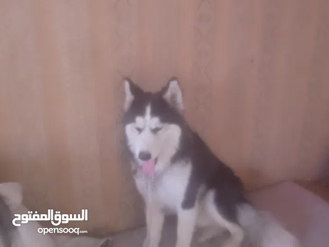 كلب هاسكي للبيع