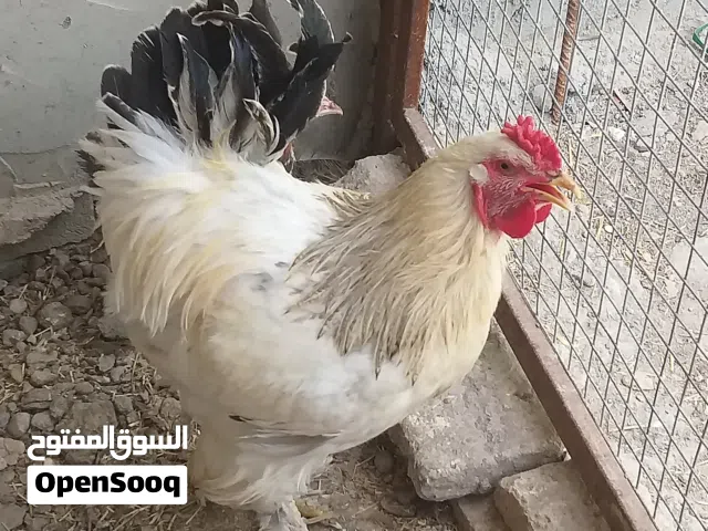 ..متاح ديك ابراهما عمره 9 اشهر