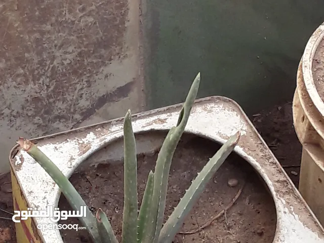 نبات صبار جديد مزروع