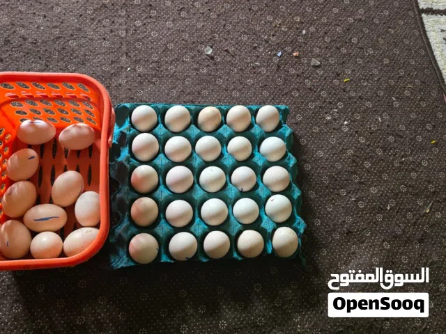 بيض هراتي للبيع