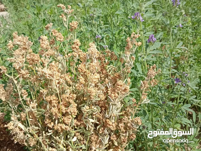 بذر قت عماني