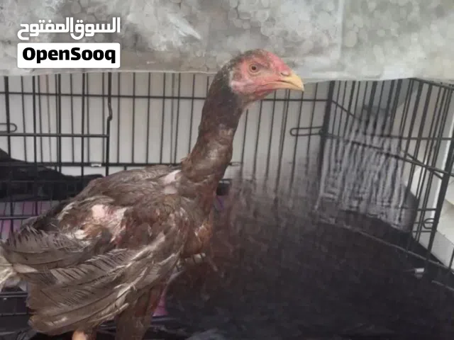 ديج باكستاني خاكي عمر 4شهور يأكل و متعود عل إنسان شوي