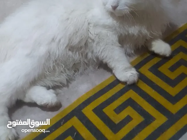 قطط للبيع العدد 4نفس اللون شيرازي
