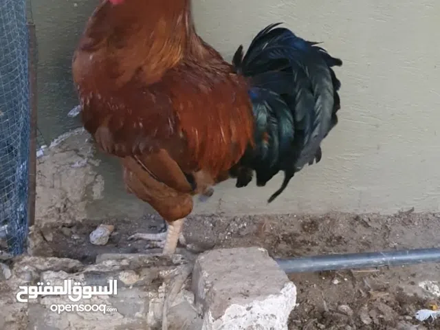 متاح 2 ديوجه السعر ب25 قفل مكان بغداد نفق الشرطة  متاح 2 ديوجه السعر ب25 قفل مكان بغداد نفق الشرطة م